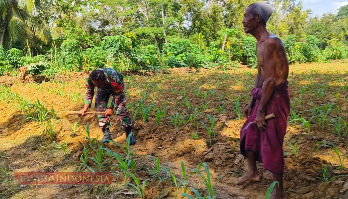 Kepedulian Babinsa Posramil Kadur, Bantu Petani Merawat Tanaman Jagung