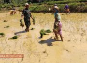 Manunggal dengan Rakyat, Babinsa Koramil 0826-07 Pegantenan Bersama Petani Tanam Padi di Dusun Brokem Dajah 8 Manunggal dengan Rakyat, Babinsa Koramil 0826-07 Pegantenan Bersama Petani Tanam Padi di Dusun Brokem Dajah