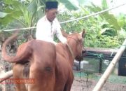 Ratusan Sapi di Sumenep Terjangkit Wabah Misterius, Warga Sebut Wabah Siluman