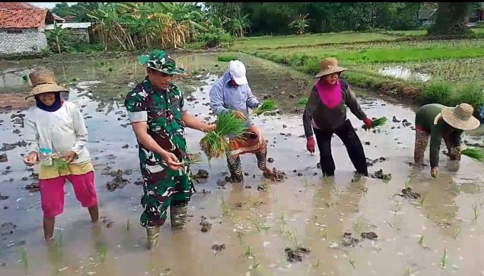 Dukung Ketahanan Pangan, Pelda Atikur Rahman Motivasi Warga Melalui Pendampingan Penanaman Padi