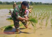 Dukung Ketahanan Pangan, Babinsa Desa Sumedangan Tanam Padi Bersama Warga