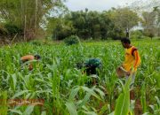 Sertu Achmad Supriyadi Bantu Perawatan Tanaman Jagung Milik Petani di Panglegur