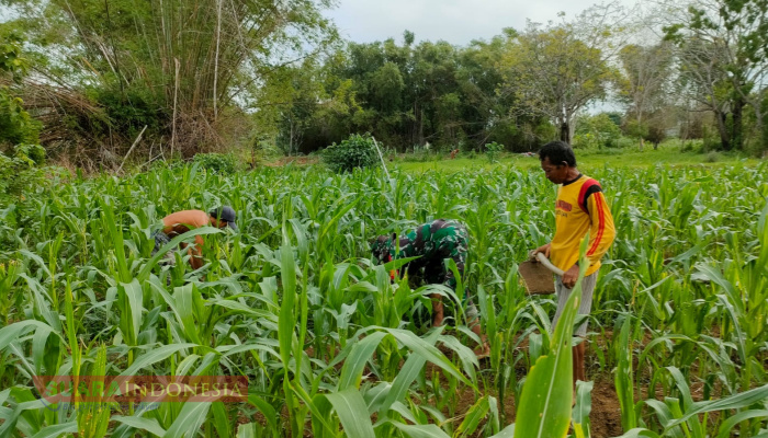 Sertu Achmad Supriyadi Bantu Perawatan Tanaman Jagung Milik Petani di Panglegur