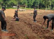 Kodim 0826/Pamekasan Sulap Lahan Kosong Jadi Kebun Pepaya untuk Dukung Ketahanan Pangan 13 Kodim 0826/Pamekasan Sulap Lahan Kosong Jadi Kebun Pepaya untuk Dukung Ketahanan Pangan