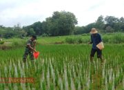 Babinsa Panaguan Bantu Petani Tingkatkan Produktivitas Padi