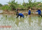 Maksimalkan Hasil Panen, Babinsa Kangenan Dampingi Petani Terapkan Metode Jajar Legowo