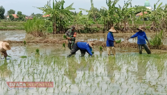 Maksimalkan Hasil Panen, Babinsa Kangenan Dampingi Petani Terapkan Metode Jajar Legowo 1 IMG 20250106 162426