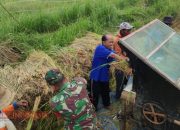 Babinsa Pademawu Barat Bersama PPL Laksanakan Panen Padi di Desa Pademawu Barat 10 Babinsa Pademawu Barat Bersama PPL Laksanakan Panen Padi di Desa Pademawu Barat