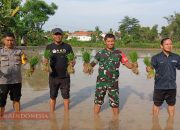 Dukung Ketahanan Pangan, Babinsa Koramil 0826-05 Bersama Tiga Pilar Desa Bantu Petani Tanam Padi