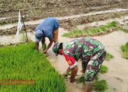 Persiapan Tanam Padi, Koptu Akh. Rifai Bantu Warga Cabut Bibit Padi 8 Persiapan Tanam Padi, Koptu Akh. Rifai Bantu Warga Cabut Bibit Padi