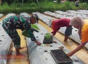 Babinsa Desa Palalang Dorong Ketahanan Pangan dan Kesejahteraan Petani Cabai