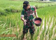 Babinsa Koramil 0826-05 Larangan Bantu Pemupukan Tanaman Padi di Desa Tentenan Timur
