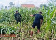 Dorong Kesejahteraan Masyarakat Babinsa Lebbek Bantu Petani Panen Jagung
