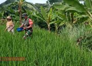 Dukung Ketahanan Pangan, Babinsa Koramil 0826-10 Waru Bantu Petani dalam Pemupukan Padi