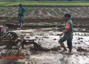 Babinsa Teja Timur Bantu Petani Bajak Sawah untuk Persiapan Musim Tanam