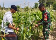 Babinsa Bendungan Bantu Petani Bersihkan Rumput Liar