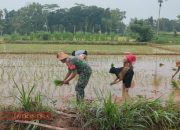 Beri Motivasi Petani, Sertu Adi Kusnandar Bantu Penanaman Padi di Dusun Mungging