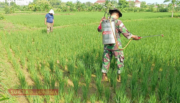 Jaga Kualitas Tanaman Padi, Babinsa Desa Toket Bantu Petani Lakukan Penyemprotan