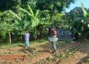 Babinsa Koramil 0826-08 Palengaan Dukung Ketahanan Pangan dengan Bantu Petani Tomat