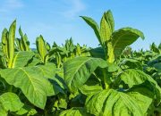 Berkat Perusahaan Rokok Lokal, Petani Sumenep Makin Sejahtera