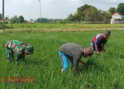 Babinsa Koramil 0826-06 Pademawu Bantu Petani Cabut Rumput