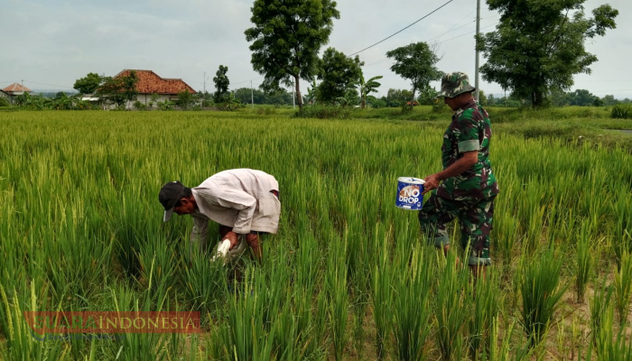 Dukung Ketahanan Pangan, Babinsa Desa Gro’om Dampingi Petani Lakukan Pemupukan Padi