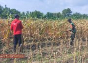 Babinsa Desa Panglegur Dampingi Petani Panen Jagung di Tlanakan