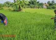 Babinsa Desa Laden Bantu Petani Lakukan Penyemprotan Tanaman Padi untuk Cegah Hama