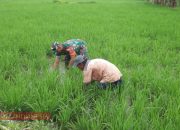 Babinsa Waru Timur Bantu Petani Bersihkan Lahan Padi 8 Babinsa Waru Timur Bantu Petani Bersihkan Lahan Padi