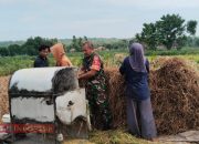 Babinsa Koramil 0826-03 Proppo Bantu Panen Padi untuk Ketahanan Pangan 9 Babinsa Koramil 0826-03 Proppo Bantu Panen Padi untuk Ketahanan Pangan