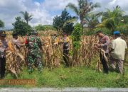 Dukung Ketahanan Pangan, Posramil Kadur Panen Raya Jagung di Desa Kadur 12 Dukung Ketahanan Pangan, Posramil Kadur Panen Raya Jagung di Desa Kadur
