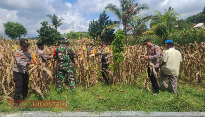 Dukung Ketahanan Pangan, Posramil Kadur Panen Raya Jagung di Desa Kadur 1 IMG 20250226 151332