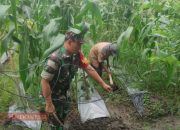 Bantu Warga Rawat Tanaman Jagung, Babinsa Koramil Waru Perkuat Kemanunggalan TNI dengan Rakyat