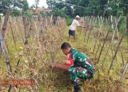 Motivasi Petani Tomat, Sertu Moh. Saleh Bantu Bersihkan Tanaman yang Mati