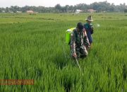 Babinsa Tampojung Pregi Bantu Warga Lakukan Penyemprotan Tanaman Padi