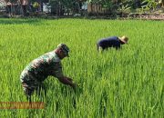 Bantu Cabuti Rumput, Babinsa Koramil 0826-08 Palengaan Laksanakan Pendampingan Pertanian