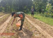 Dukung Ketahanan Pangan, Serda M Zuhri Bantu Petani Pemupukan Tanaman Jagung 11 Dukung Ketahanan Pangan, Serda M Zuhri Bantu Petani Pemupukan Tanaman Jagung