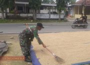 Tingkatkan Kemanunggalan TNI dengan Rakyat, Babinsa Koramil 0826-08 Palengaan Bantu Warga Jemur Padi 9 Tingkatkan Kemanunggalan TNI dengan Rakyat, Babinsa Koramil 0826-08 Palengaan Bantu Warga Jemur Padi
