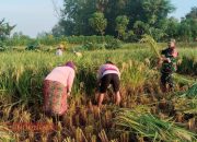 Babinsa Koramil Proppo Bersama Warga Panen Padi di Desa Badung