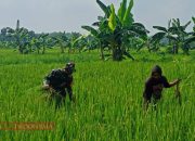 Jaga Pertumbuhan Tanaman Padi, Serda Moh. Suyatno Bantu Petani dalam Perawatan Tanaman