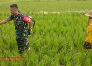 Dukung Sektor Pertanian, Babinsa Koramil 0826-06 Pademawu Bantu Petani Lakukan Penyemprotan Padi