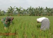 Babinsa Koramil Pademawu Dukung Ketahanan Pangan, Bantu Petani Bersihkan Gulma 9 Babinsa Koramil Pademawu Dukung Ketahanan Pangan, Bantu Petani Bersihkan Gulma