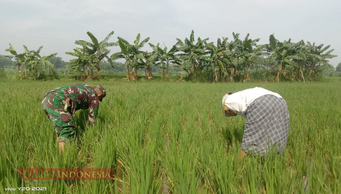 Babinsa Koramil Pademawu Dukung Ketahanan Pangan, Bantu Petani Bersihkan Gulma
