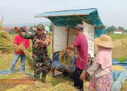 Dukung Ketahanan Pangan, Babinsa Sana Laok Dampingi Petani Panen Padi 8 Dukung Ketahanan Pangan, Babinsa Sana Laok Dampingi Petani Panen Padi