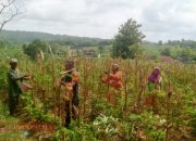 Tingkatkan Motivasi Petani, Babinsa Koramil 0826-11 Batumarmar Bantu Warga Panen Jagung 11 Tingkatkan Motivasi Petani, Babinsa Koramil 0826-11 Batumarmar Bantu Warga Panen Jagung