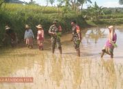 Dukung Ketahanan Pangan, Posramil 0826-12 Kadur Bersama Poktan Sri Dewi Tanam Padi ke-2
