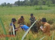 Dukung Ketahanan Pangan, Babinsa Laksanakan Ubinan Padi di Desa Klompang Timur