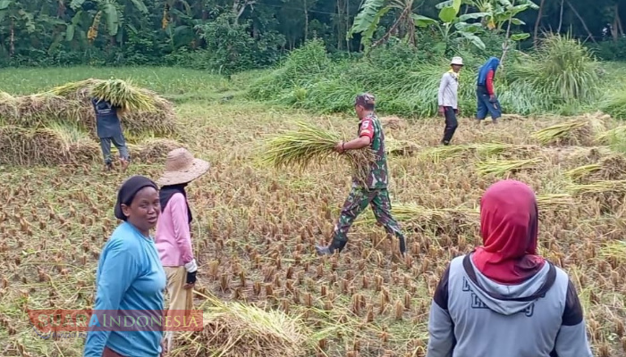 Babinsa Koramil 0826-07 Pegantenan, Ajak masyarakat Panin Padi Kedua 1 IMG 20250315 125714