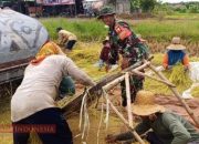 Musim Panen Tiba, Babinsa Koramil 0826-06 Pademawu Terjun ke Sawah Bantu Petani 10 Musim Panen Tiba, Babinsa Koramil 0826-06 Pademawu Terjun ke Sawah Bantu Petani