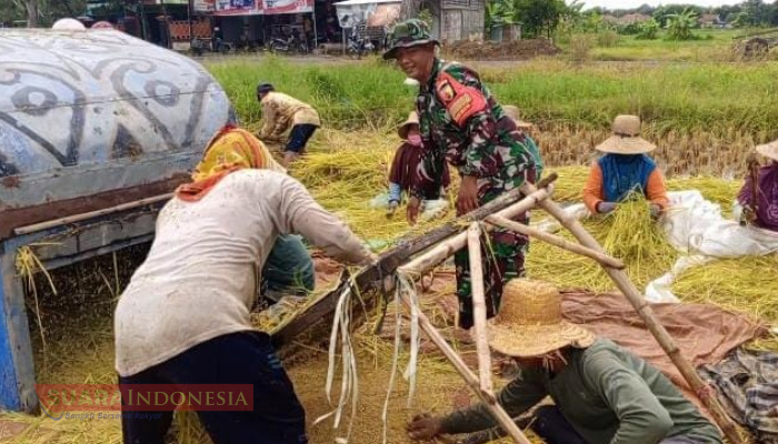 Musim Panen Datang, Babinsa Pademawu Turun ke Sawah